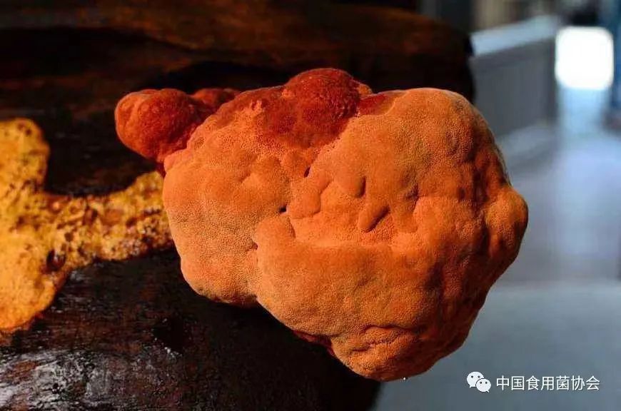 两岸中医药融合（栽培与利用）标准共通试点获批