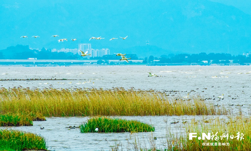 闽江河口湿地长效保护利用机制撑起生态之美