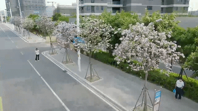 美翻啦！这段数百米的“花路”，你走过吗？
