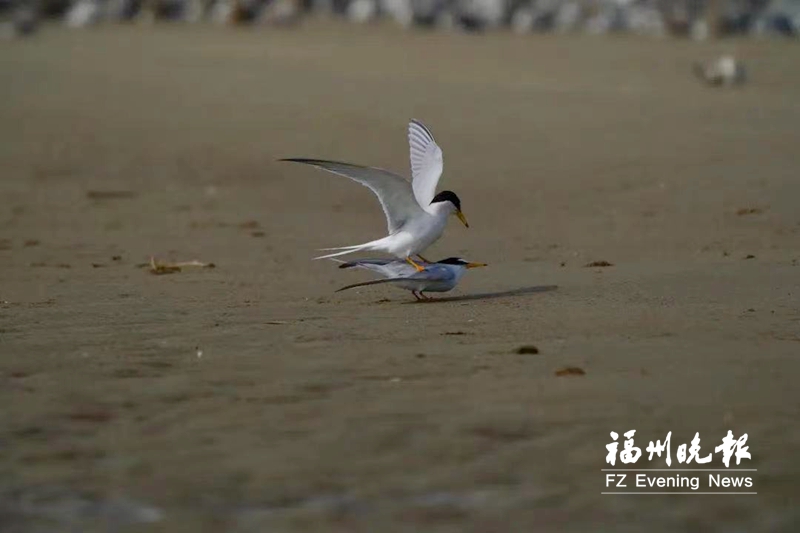 央视聚焦闽江口 “神话之鸟”又来了