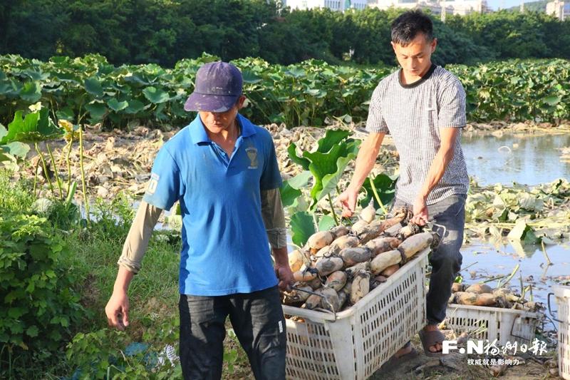 福州新区（长乐区）：江海浮天阔 奋进结秋实