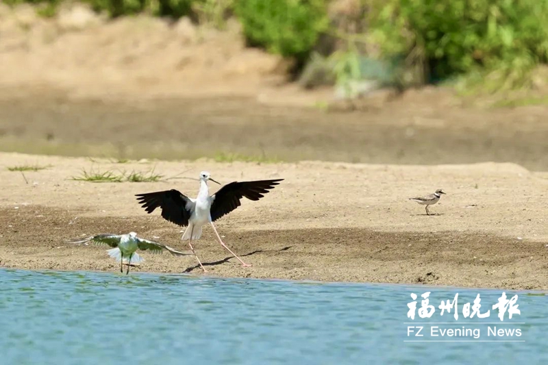 超50种夏候鸟“扮靓”闽江河口湿地