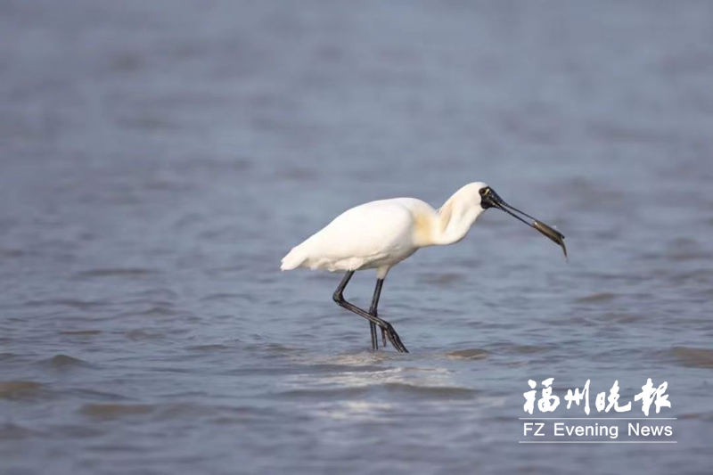 超50种夏候鸟“扮靓”闽江河口湿地