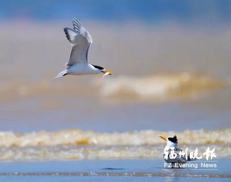 超50种夏候鸟“扮靓”闽江河口湿地