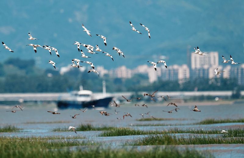 候鸟“先头部队”抵达闽江河口湿地