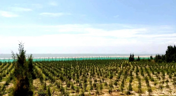 夏有片片浓荫，春开烂漫鲜花！福州滨海新城惹人爱